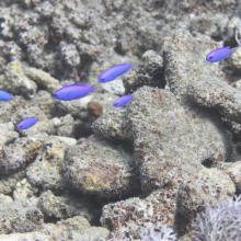 Six blue damselfish fish in a line swimming in front of brown corals