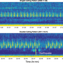 Spectrograms from Axial instrument illustrating the 2 primary song sequences observed.