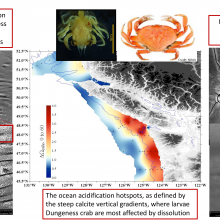 This infographic shows the location of larval Dungeness crab sampling in 2016, examples of impacts from ocean acidification, as well as photos of a larval (left) and adult (right) crab. Credit: Nina Bednarsek, SSCWRP.