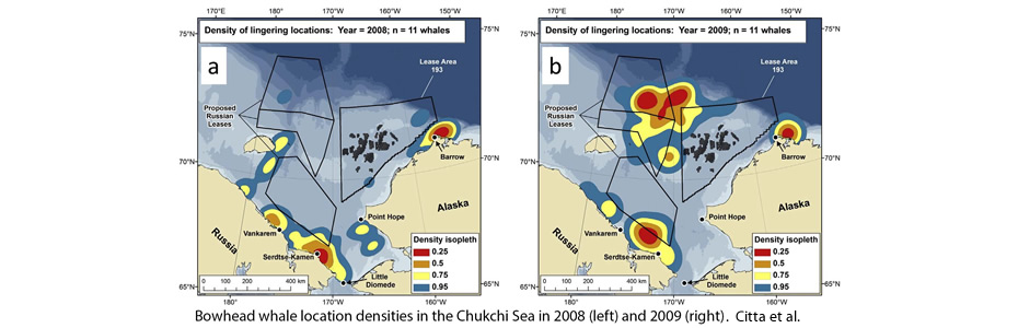 Bowhead whale location densities