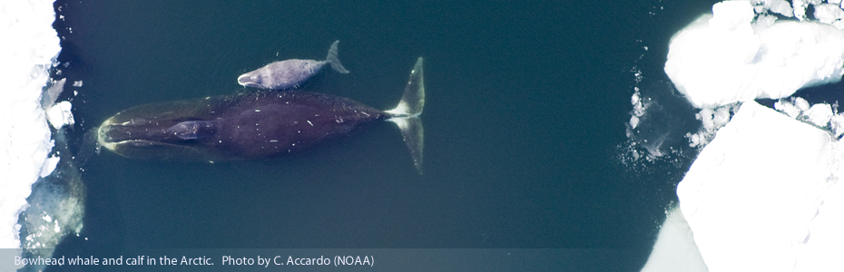 Bowhead whale and calf in the Arctic