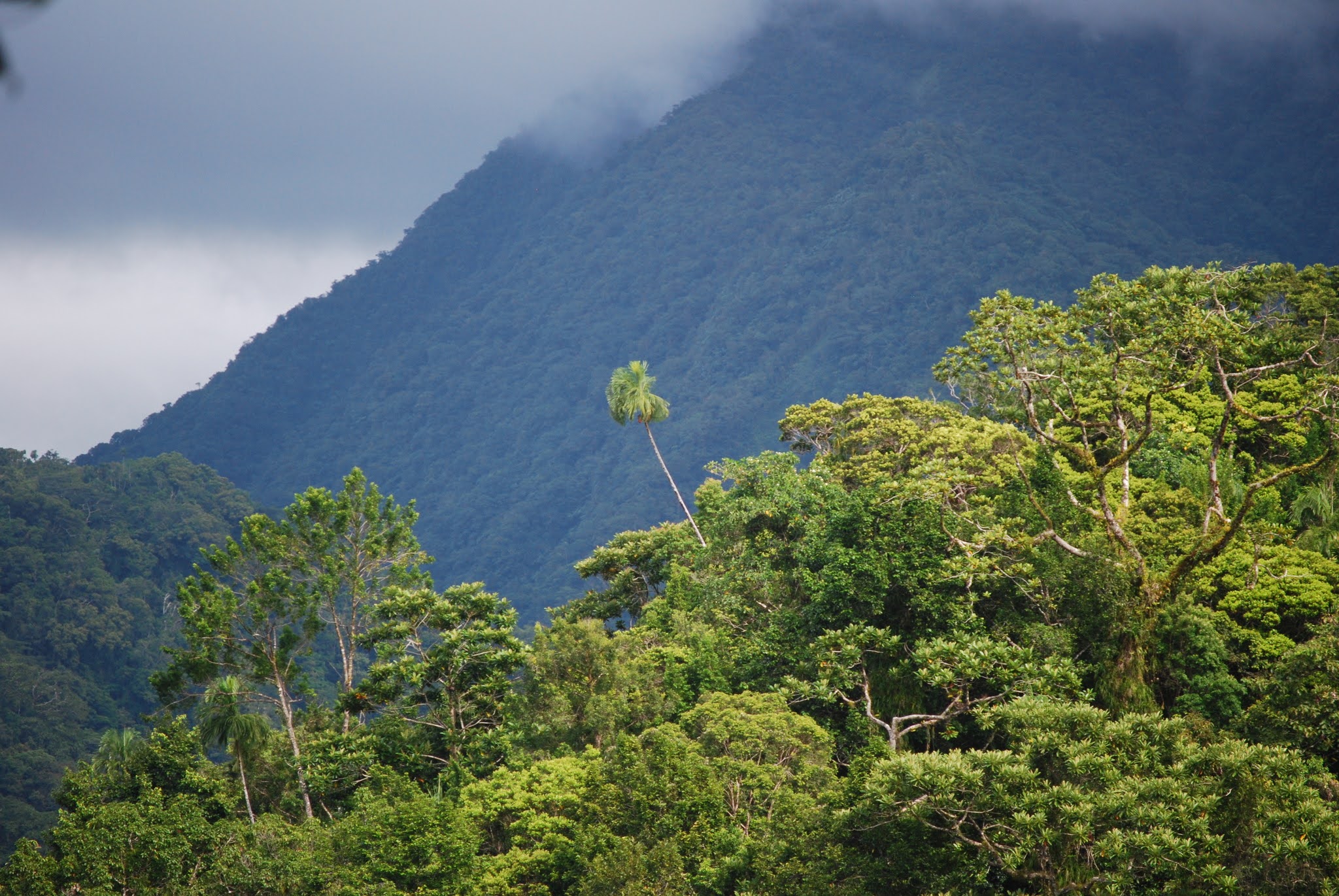 The slopes of the Kolombangara rainforest