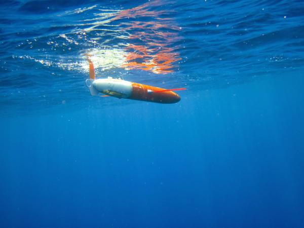 Glider underwater near Gizo, Solomon Islands