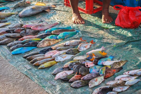 Colorful reef fish for sale in the Gizo market