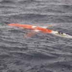 Glider at the water surface in the typical heavy rain of Gizo