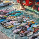 Colorful reef fish for sale in the Gizo market