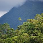 The slopes of the Kolombangara rainforest