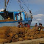 Loading copra (dried coconut) onto a boat